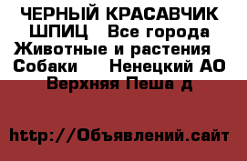 ЧЕРНЫЙ КРАСАВЧИК ШПИЦ - Все города Животные и растения » Собаки   . Ненецкий АО,Верхняя Пеша д.